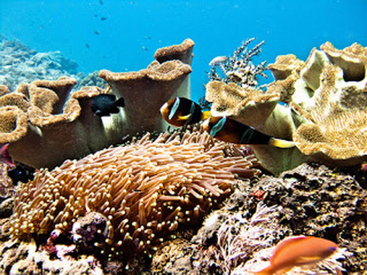 Lembongan Hostel Nusa Lembongan Buitenkant foto